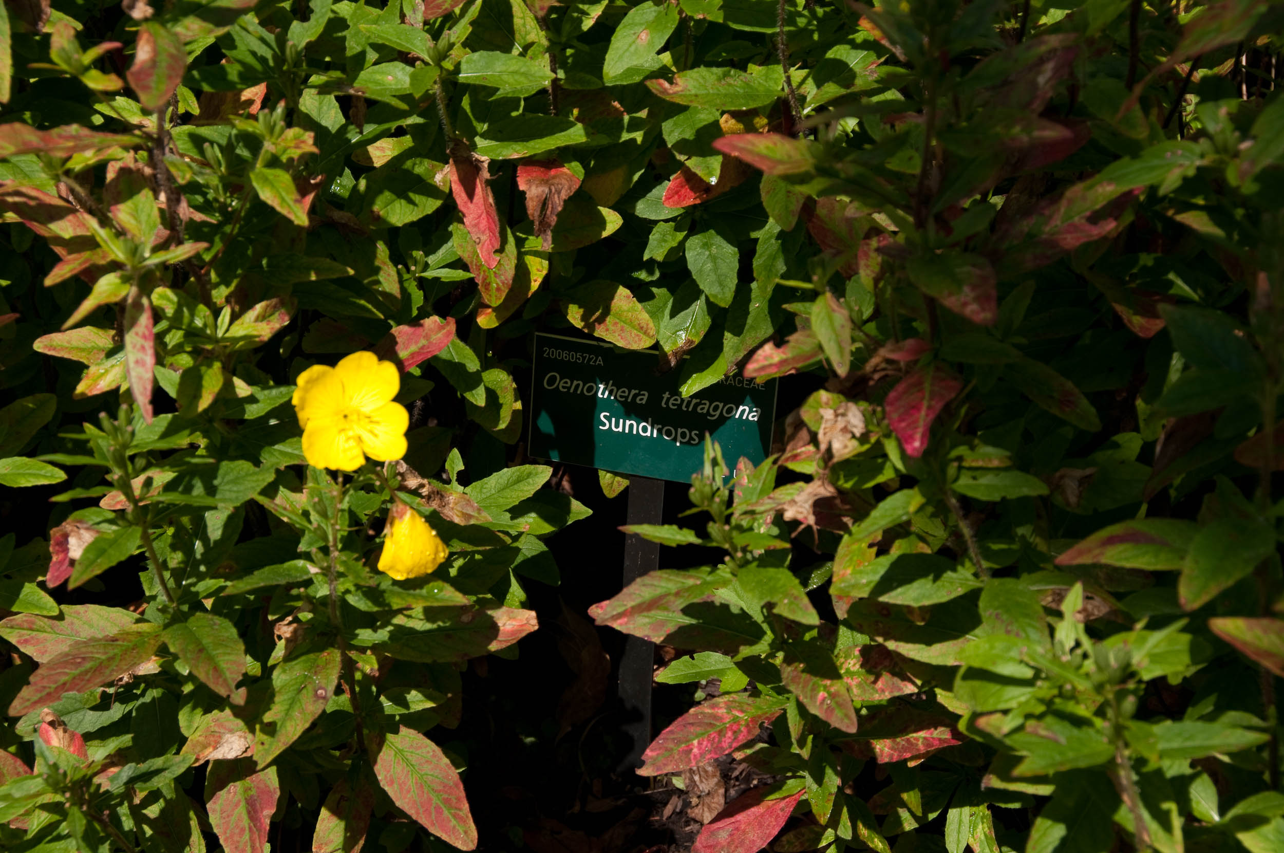 معرفی و راهنمای پرورش گیاهان زینتی فضای باز - مغربی